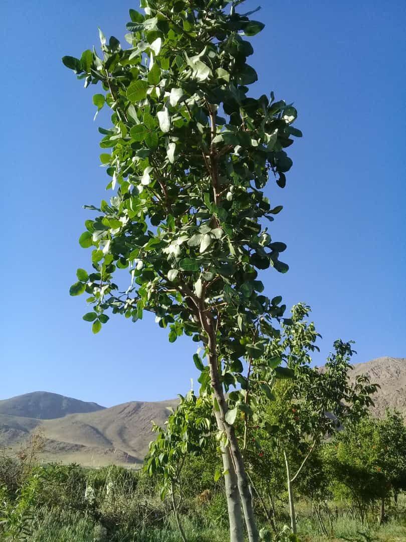 تصاویری از باغات روستای جغدان در لنز دوربین شهروند خبرنگار