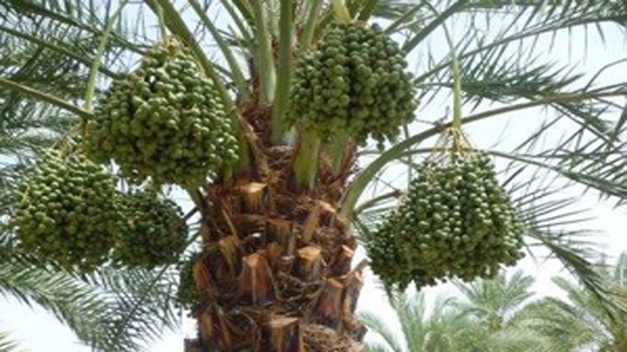 آغاز خوشه بندی میوه‌ خرما در خنج