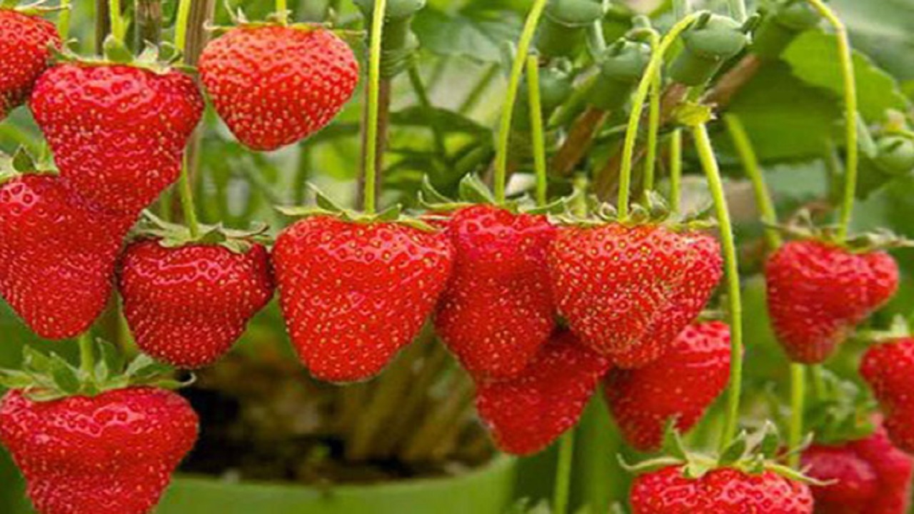 سالانه ۲۴۰ تُن توت فرنگی گلخانه‌ای در آذربایجان‌غربی تولید می‌شود