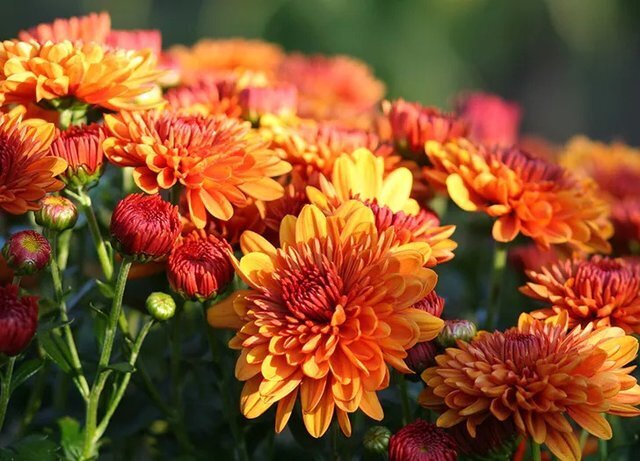 با این گیاهان عوارض ناشی از آلودگی هوا را به حداقل برسانید