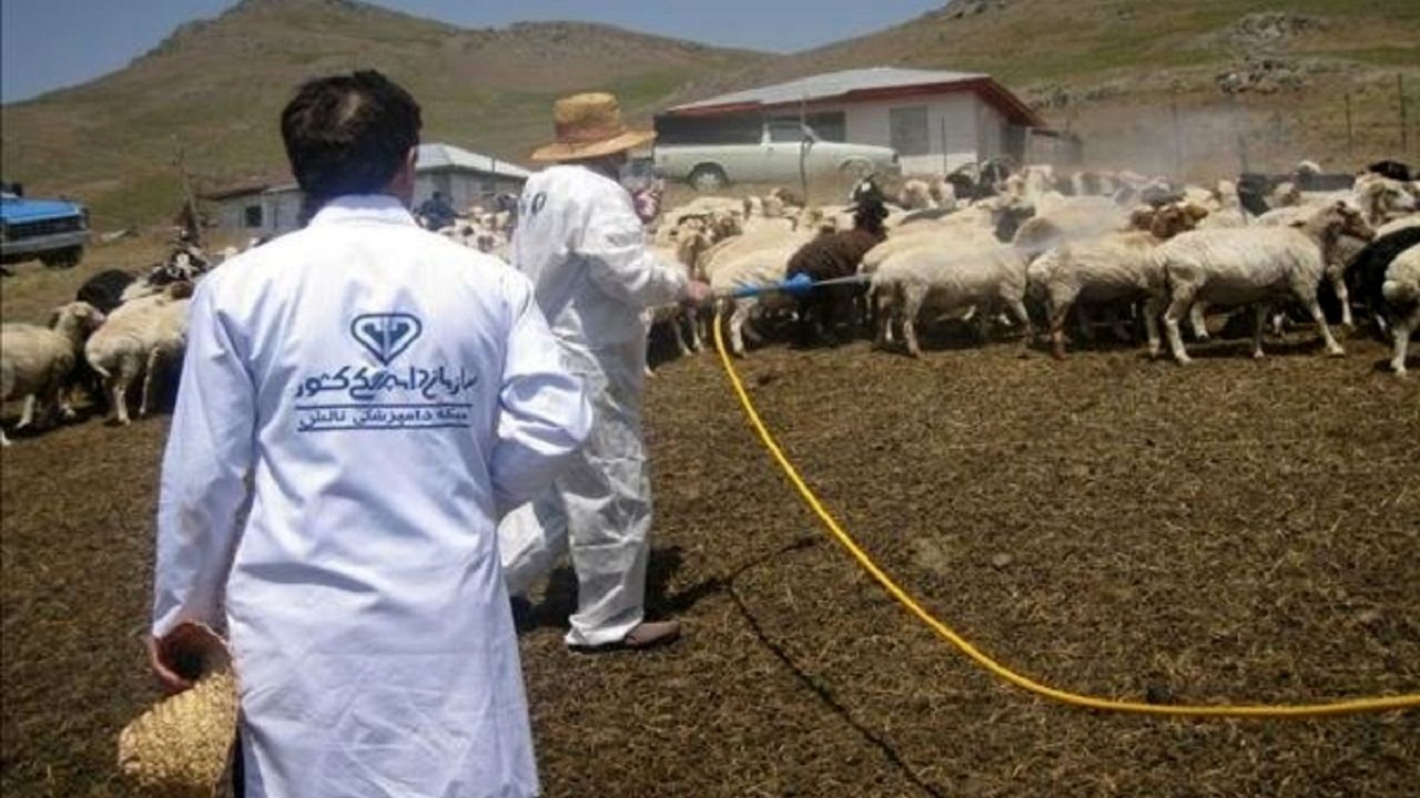 دامداران در صورت مشاهده کنه بر روی دام سم پاشی کنند