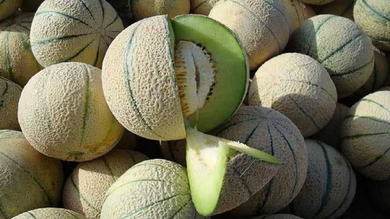 آغاز برداشت طالبی از مزارع کاشمر