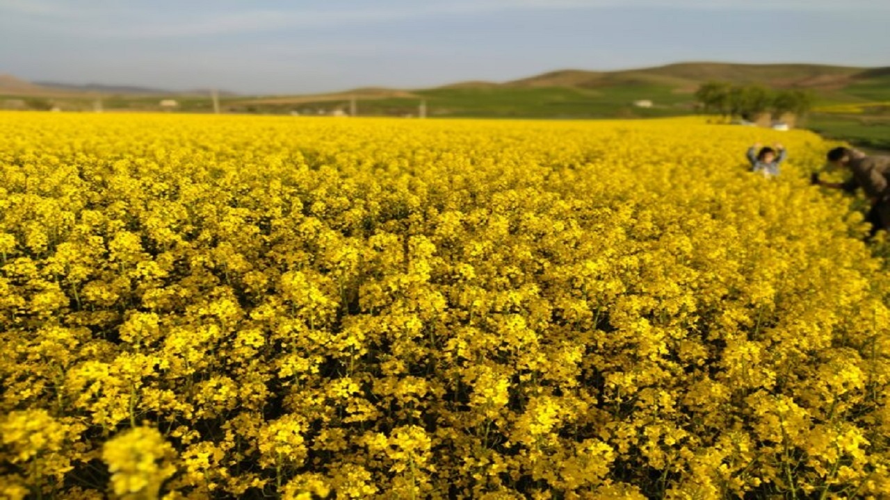امسال بیش از ۸۴ هزار تن غلات در میاندوآب برداشت می‌شود