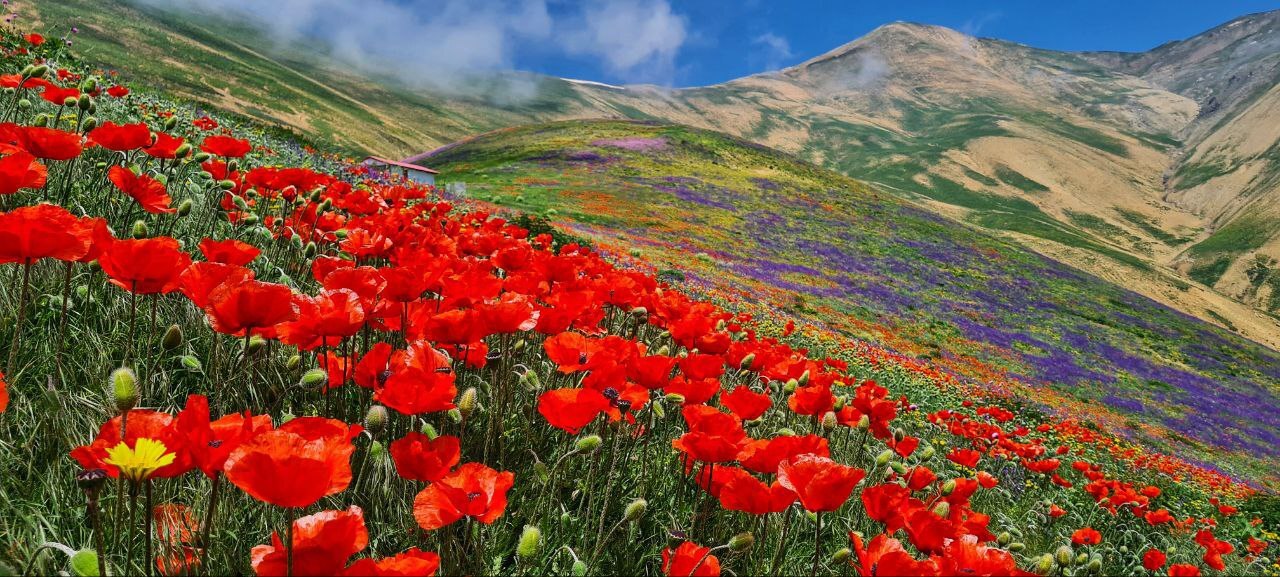 طبیعت بهاری را در ییلاق&zwnj;های بخش اسالم تماشا کنید + تصاویر