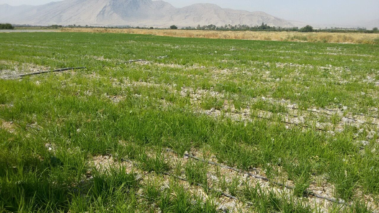 ممنوعیت کاشت برنج برای تامین آب بوشهر