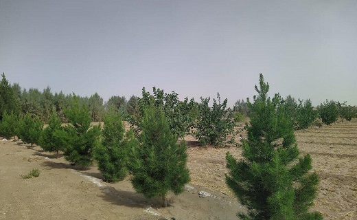 پارک کویری پرفسور کردوانی