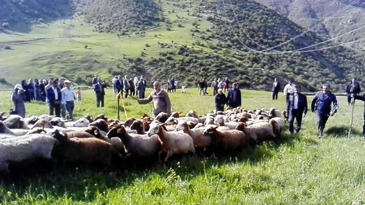 آغاز طرح جهادی خدمات رسانی به دامداران گیلانی