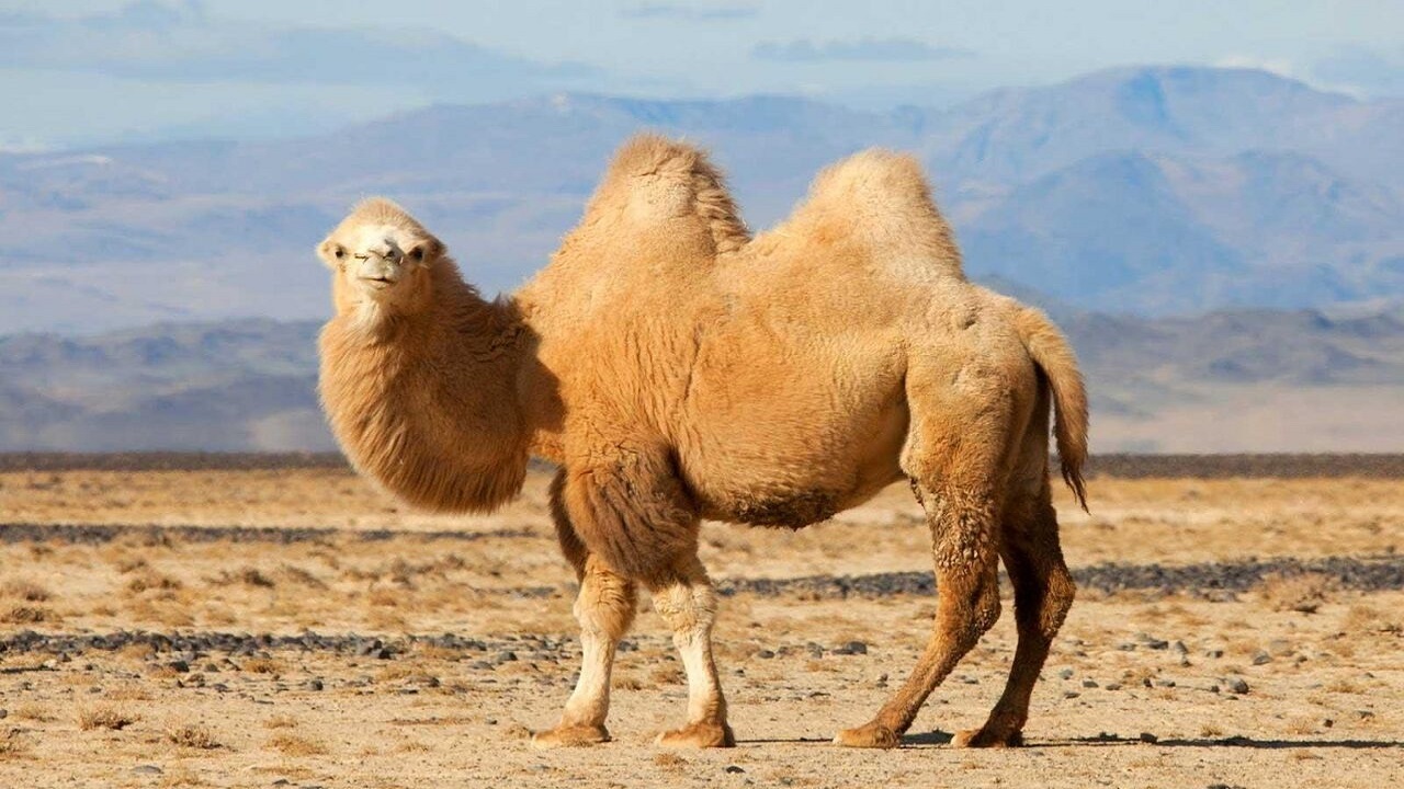 اصلاح نژاد شتر‌های دوکوهانه در قم