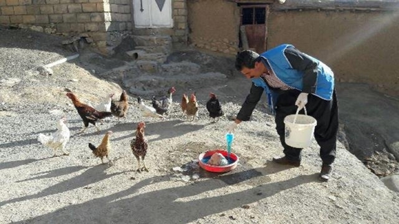 واکسیناسیون بیش از ۴۰۹ هزار قطعه طیور بومی علیه بیماری نیوکاسل در کردستان