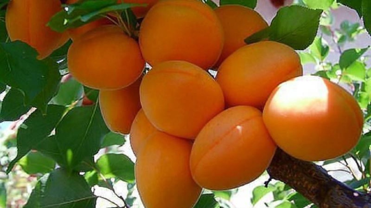 کاهش ۳۰ درصدی برداشت زردآلو در خلخال