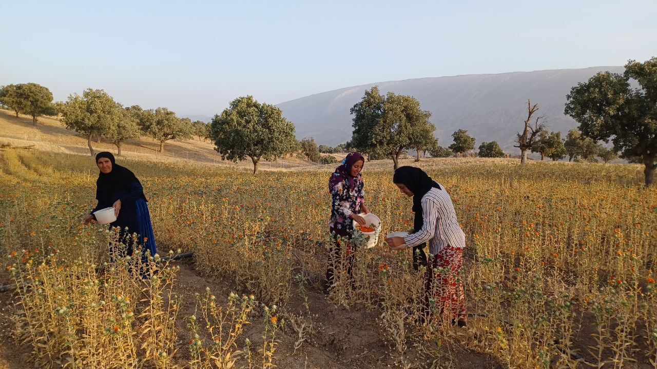 کشت گیاه گلرنگ در هفت هکتار از اراضی دیشموک