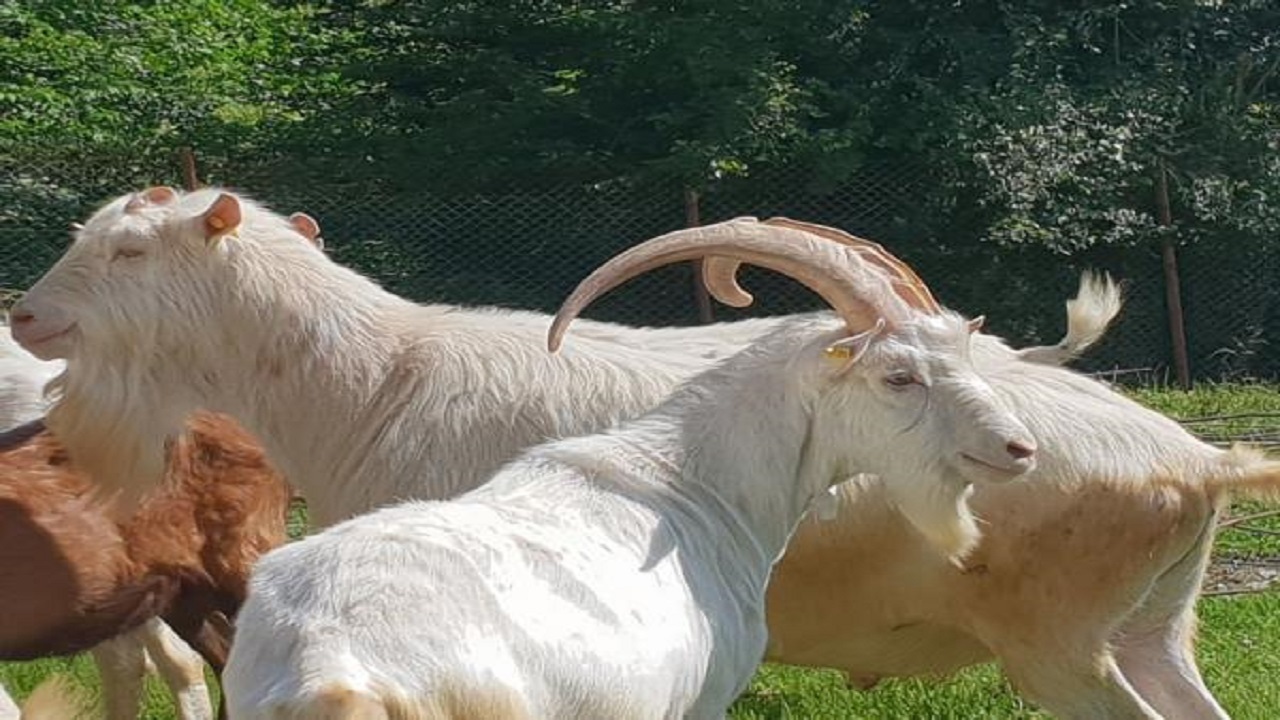 بز سانن، نژادی پربازده و سودآور برای کویر نشینان