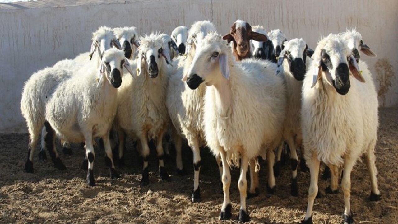 نرخ دام زنده در همدان کیلویی ۱۰ هزار تومان ارزان شد