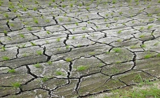 تشنگی و خشکی غمبار برخی از شالیزار&zwnj;های گیلان
