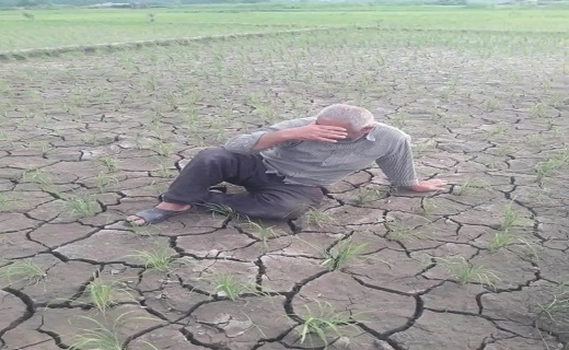 تشنگی و خشکی غمبار برخی از شالیزار&zwnj;های گیلان