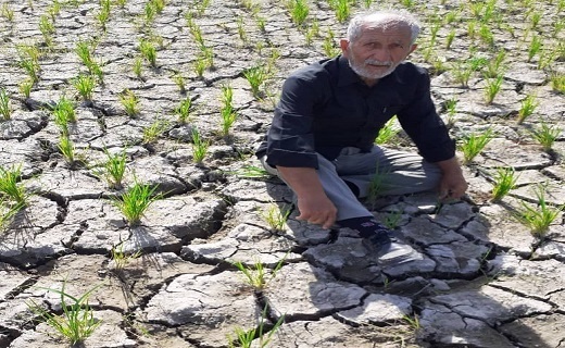 تشنگی و خشکی غمبار برخی از شالیزار&zwnj;های گیلان