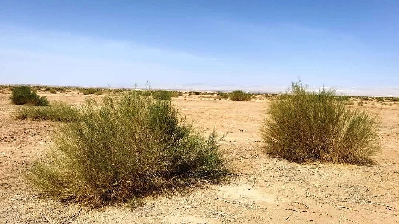 نیمی از تاغزار‌های جنوب شهرستان سمنان به آفت سفیدک مبتلا است