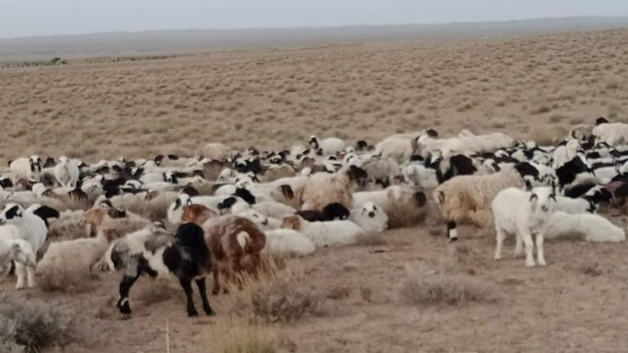 طالبان از قاچاق ۱۱۰۰ رأس گوسفند به پاکستان جلوگیری کردند