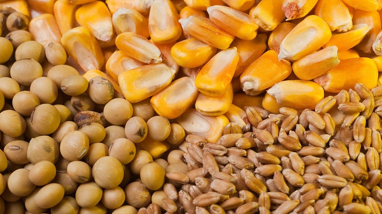 تشدید نمونه برداری و نظارت بر واردات نهاده‌های خوراک دام و طیور در بندرچابهار