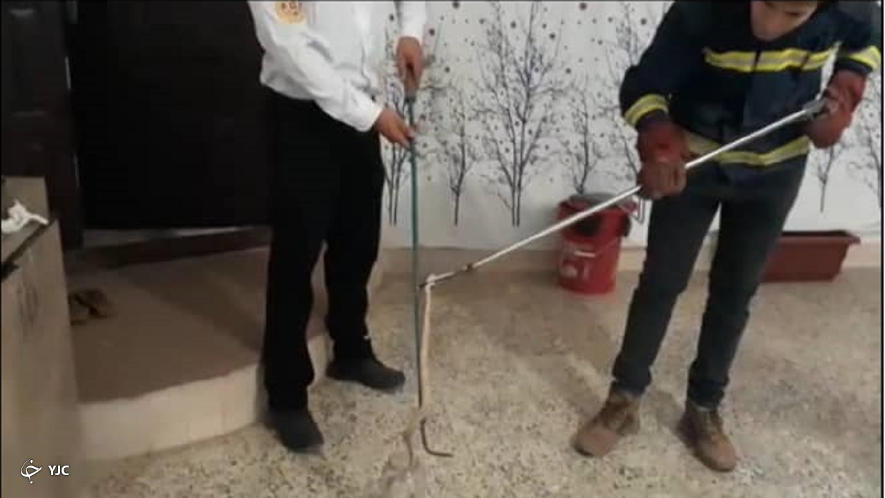 زنده‌گیری مار سمی در منزل مسکونی شهر اردل + فیلم