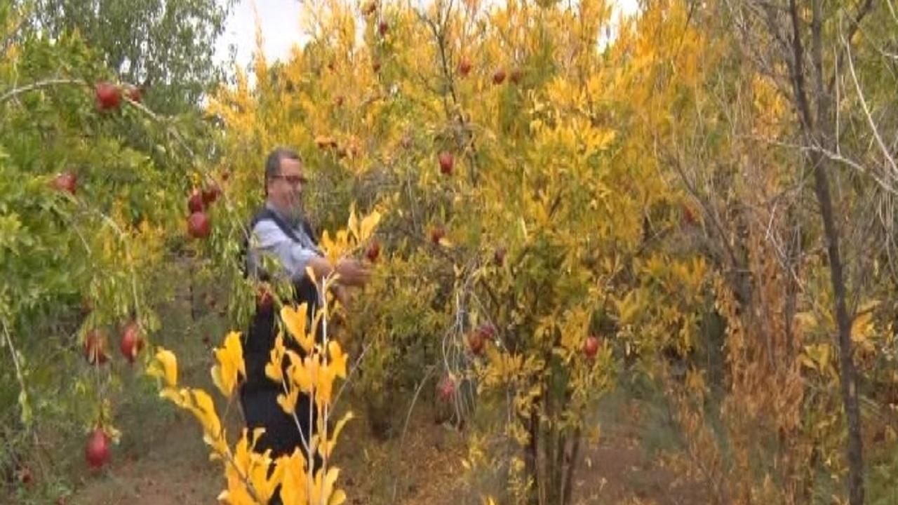 خشکسالی باغ های انار اردستان را خشکاند