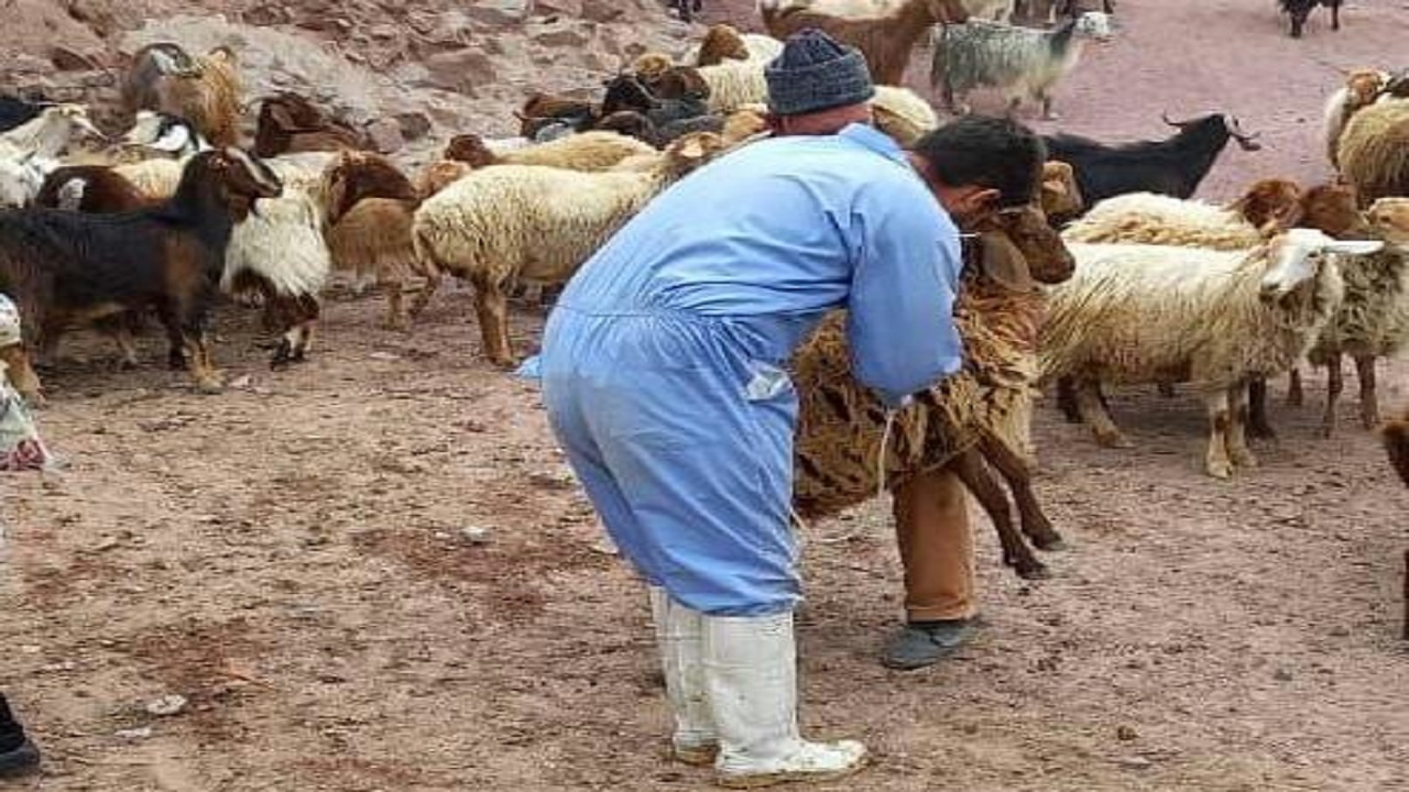 ایمن سازی بیش از ۳۰ هزار راس دام در مناطق محروم باغملک