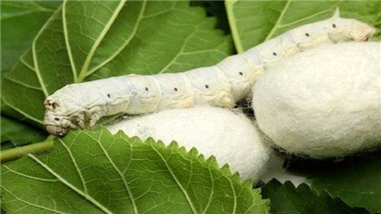 ساوجبلاغ در طرح نوغانداری نمونه استانی است
