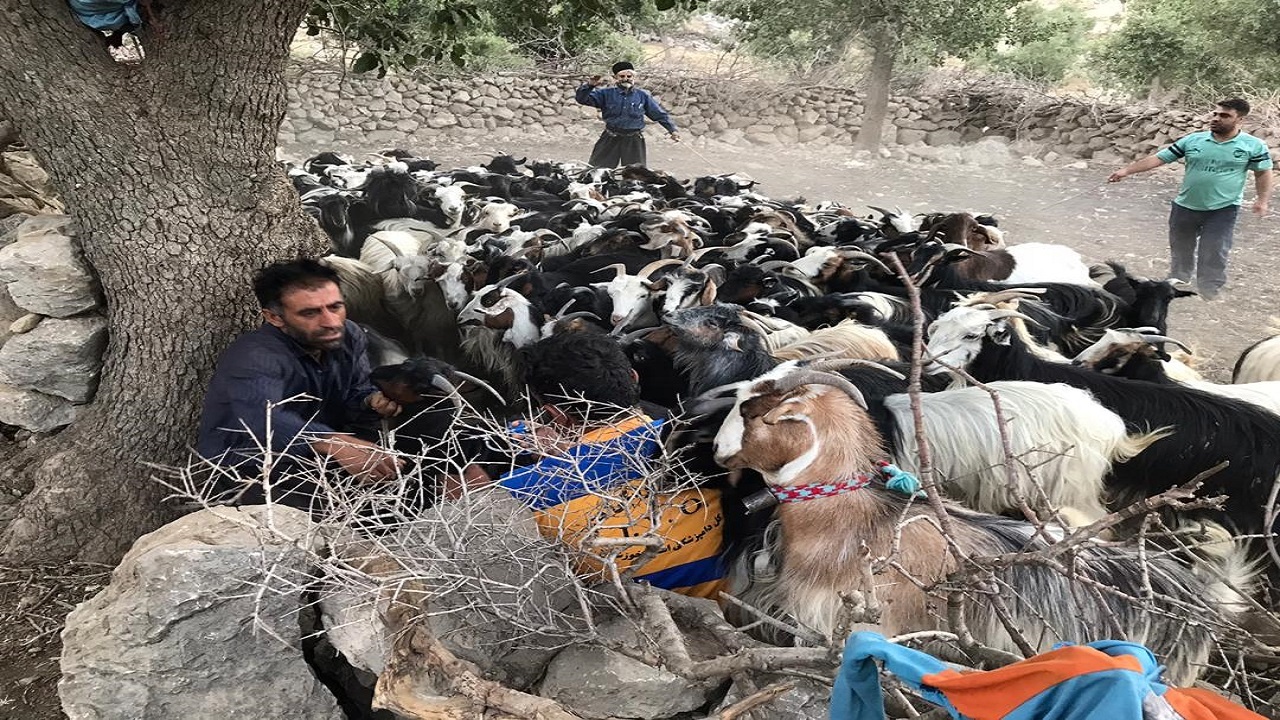 ایمن سازی ۱۸۸ هزار نوبت سر دام سبک در هفته جهاد کشاورزی