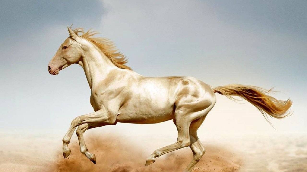 مراقبت از سم اسب دنباله دار