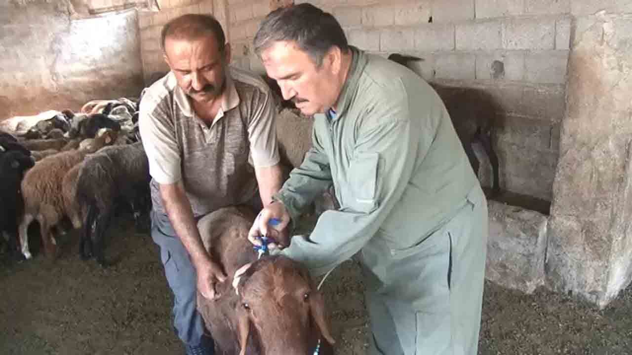 خدمات رایگان دامپزشکان در قائم شهر