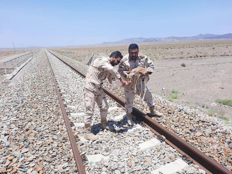 نجات یک بچه آهو توسط مرزداران هنگ تایباد