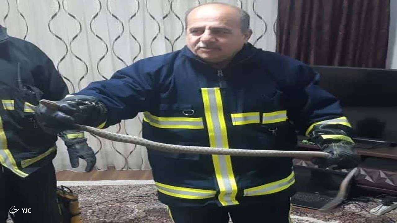 مار سمی یک متری سر از منزل مسکونی مهاباد درآورد