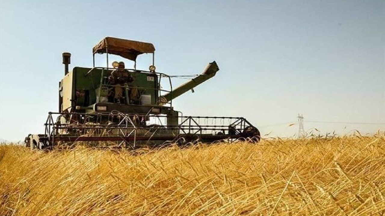 خرید تضمینی بیش از ۵۰ هزار تن گندم در مازندران