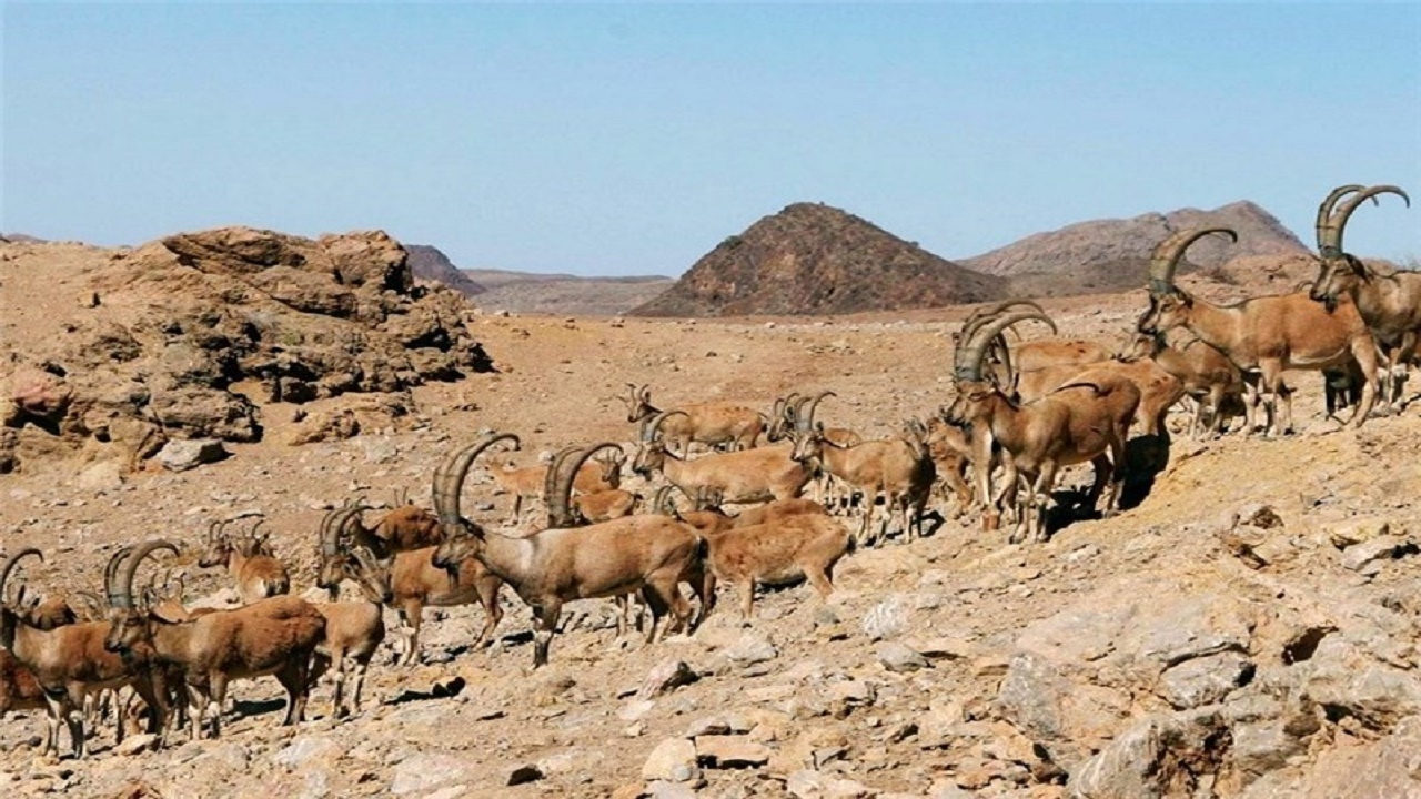 آغاز سرشماری گونه‌های جانوری در استان همدان