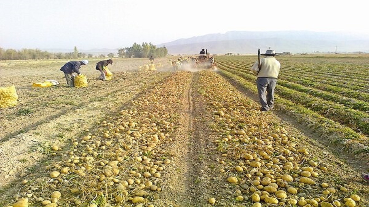 کاهش ۸۰۰۰ هکتاری سطح زیرکشت سیب زمینی استان همدان