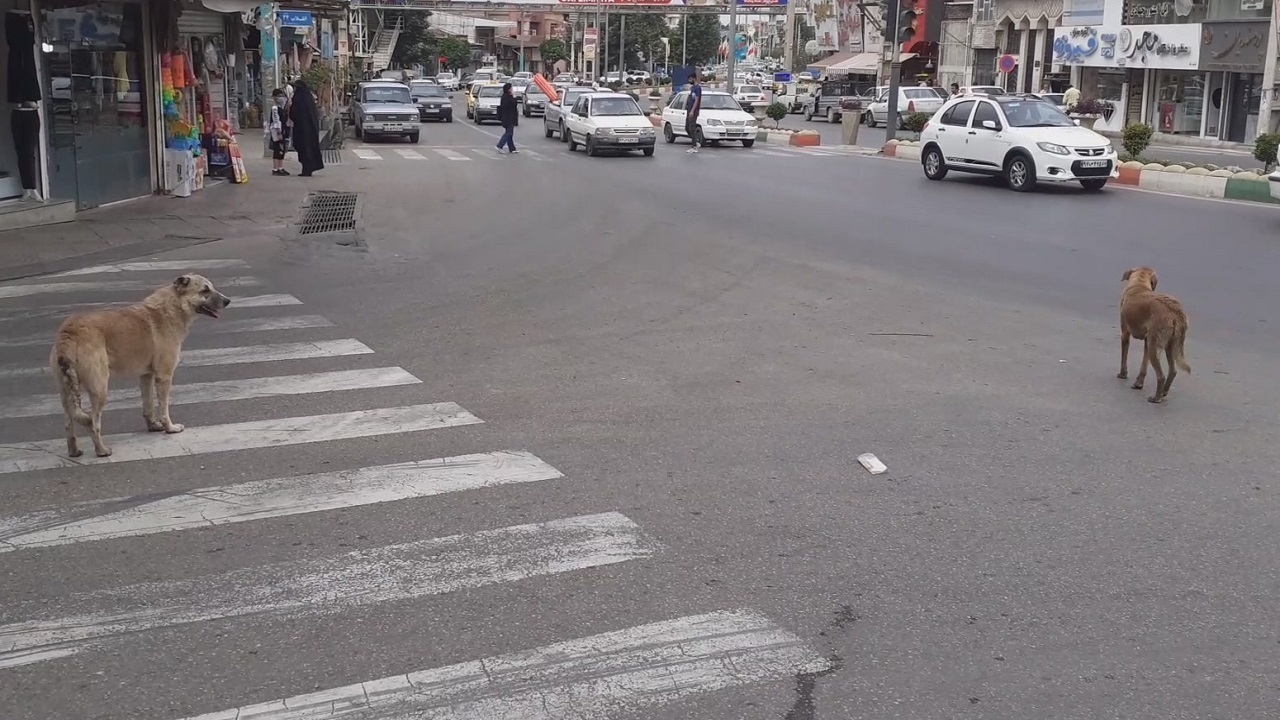 سگ‌های ولگرد زنگ خطری برای امنیت شهروندان