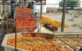 صنایع تبدیلی نیاز اصلی کشاورزی ایلام