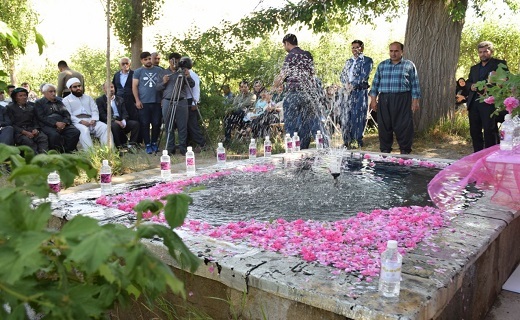 عطر ناب گل محمدی در گلستان ها