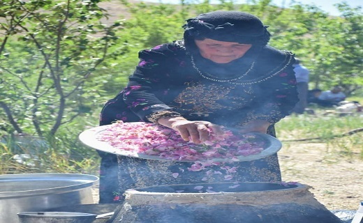 عطر ناب گل محمدی در گلستان ها
