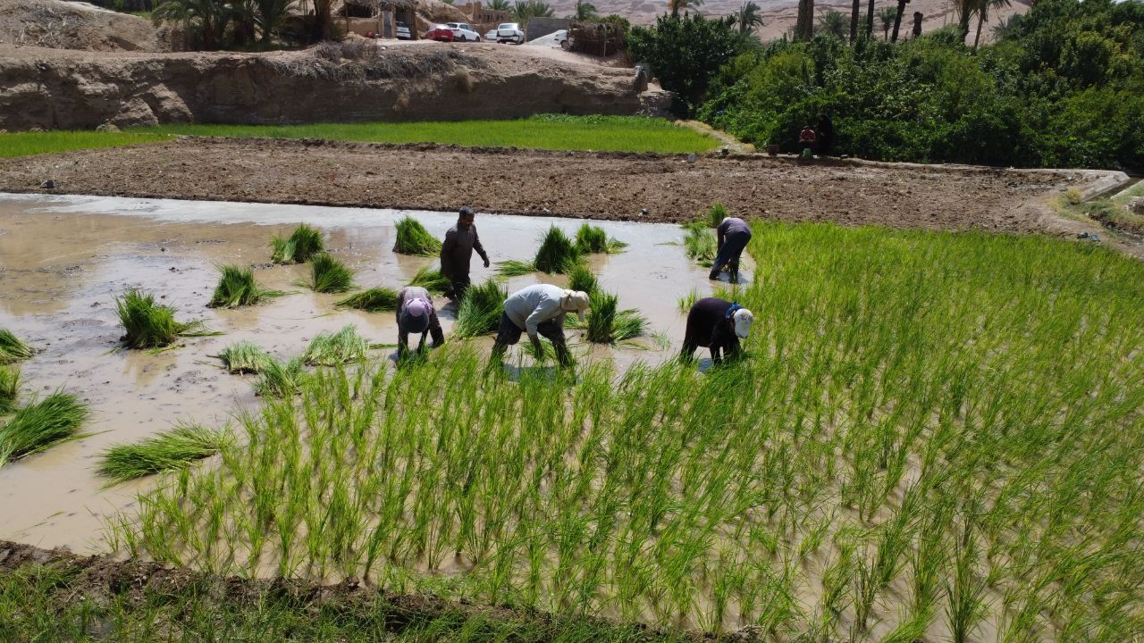 نشاکاری برنج در ۱۲ هکتار از اراضی روستای ازمیغان