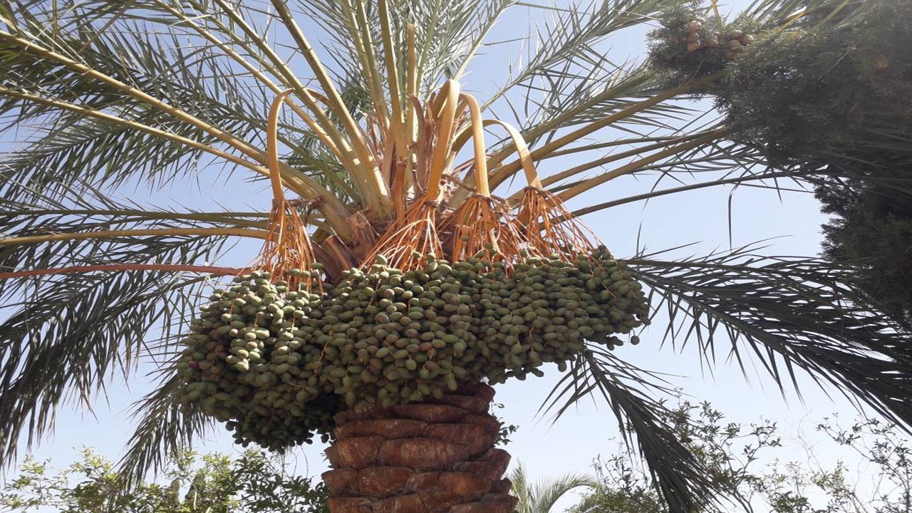 خوشه بندی نخلستان‌ها در بم ادامه دارد