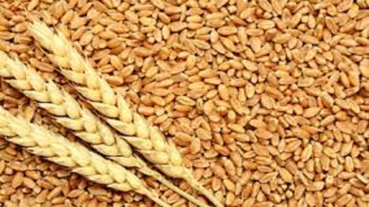 راه اندازی ۲ مرکز خرید تضمینی گندم توسط تعاون روستایی در البرز