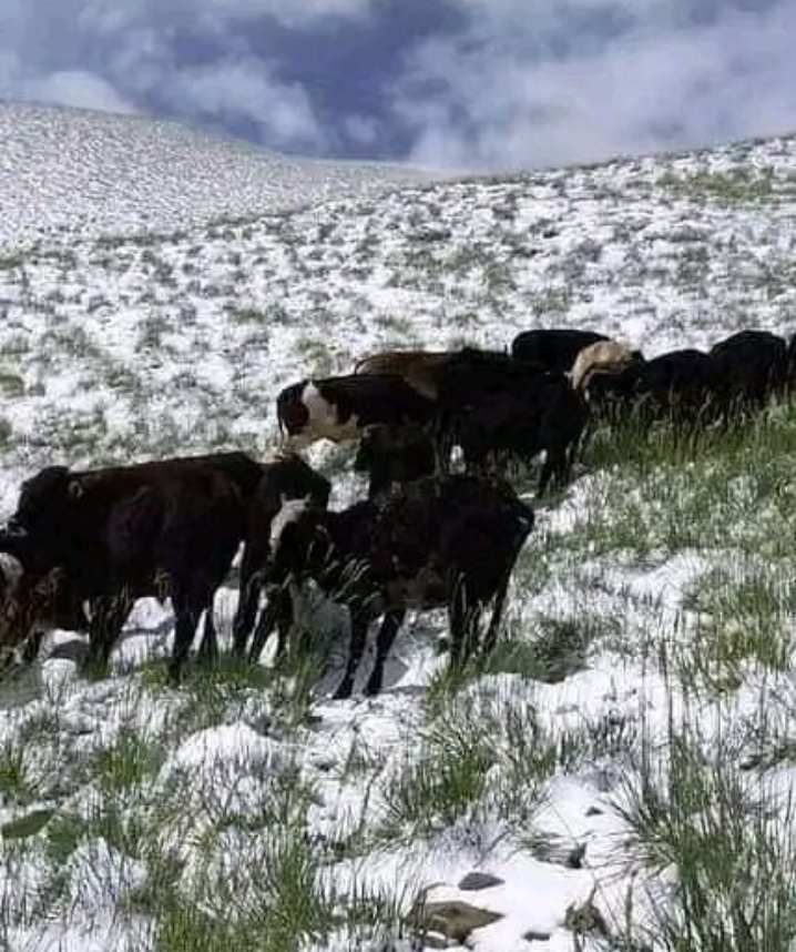 لباس سفید زمستان در آخرین روزهای بهار در بامیان + تصاویر