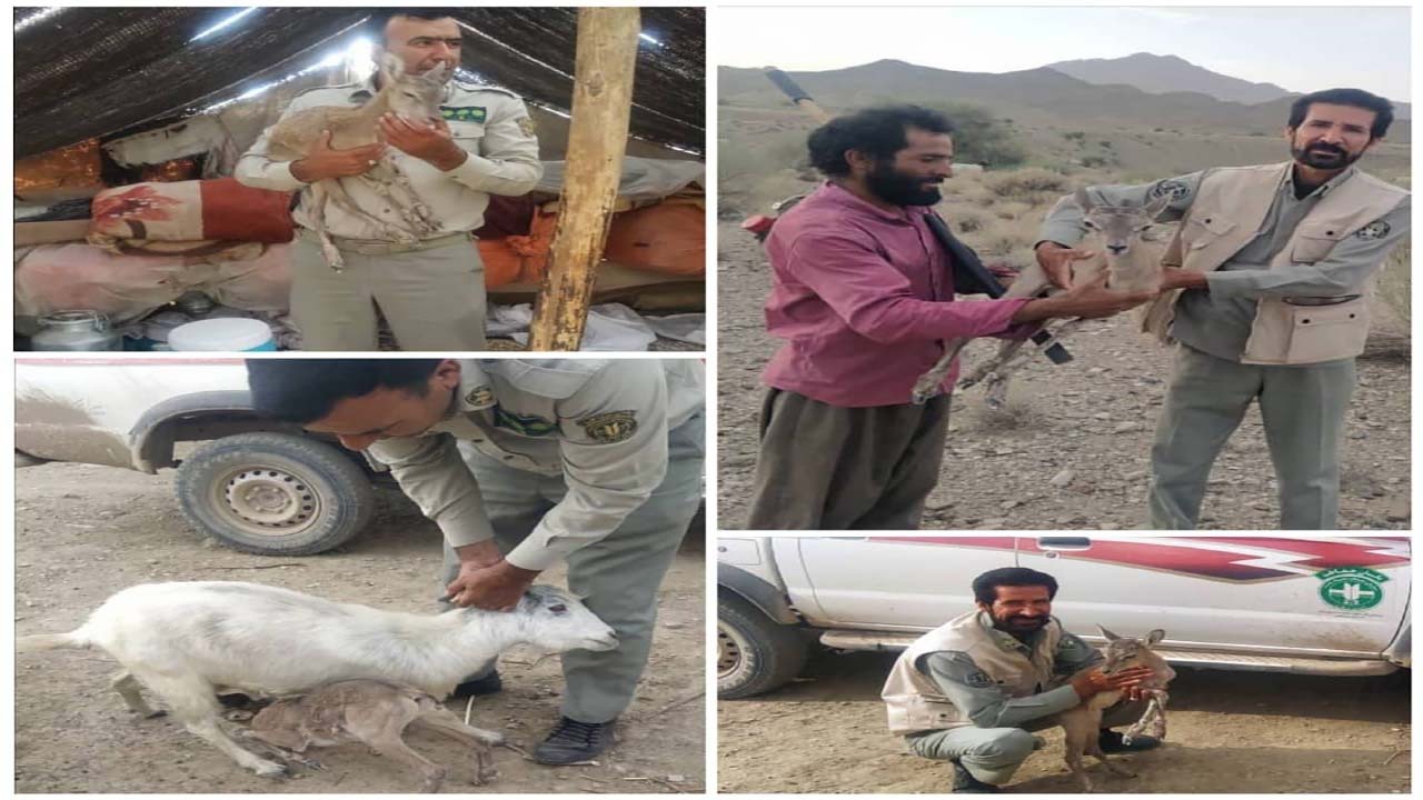 تیمارداری ۲ ماهه عشایر از بره میش وحشی