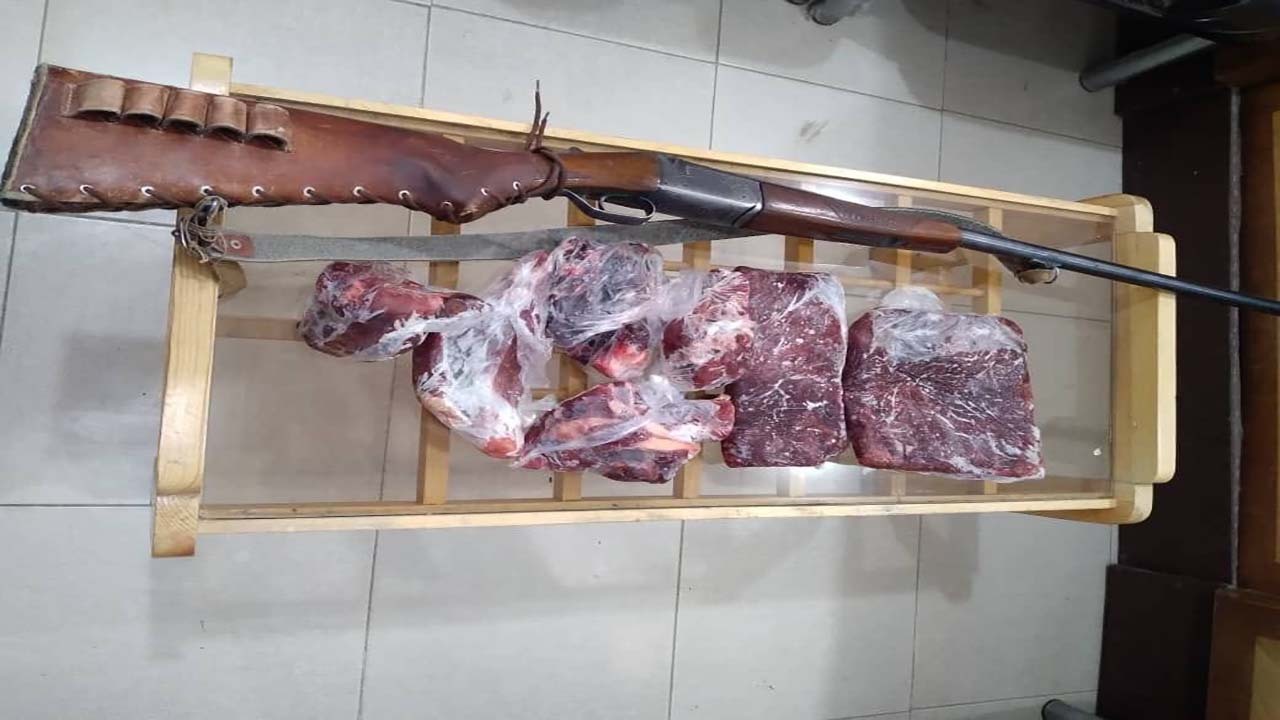 کشف گوشت قوچ وحشی از منزل شکارچی متخلف در کوهبنان