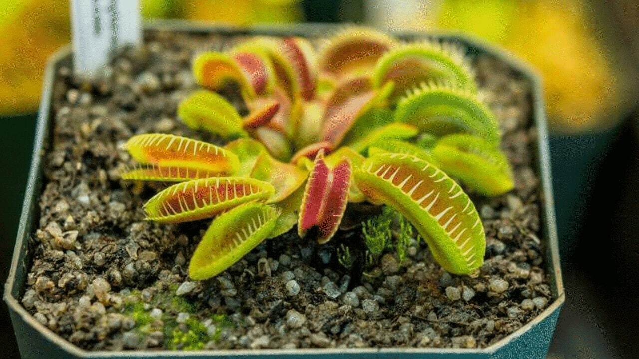 لحظه بلعیدن شکار توسط گیاه گوشت خوار + فیلم