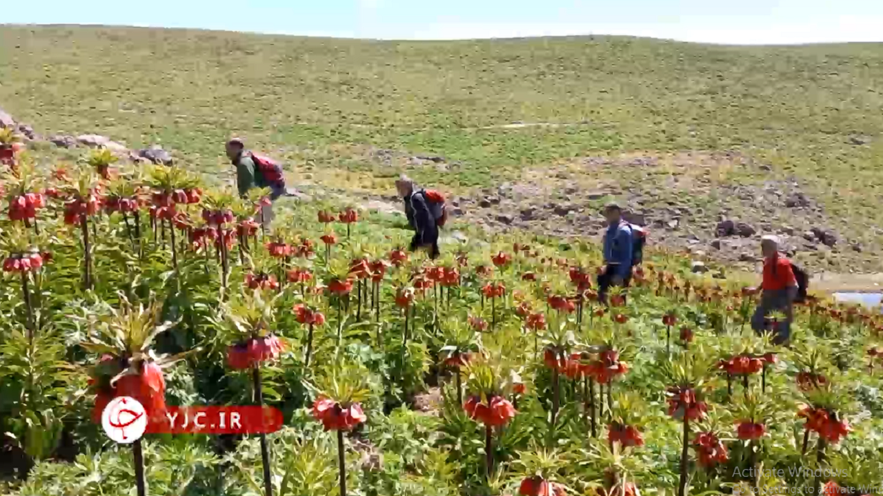 خود نمایی سربه زیر‌ترین گل ایرانی در دامنه‌های کوه سهند