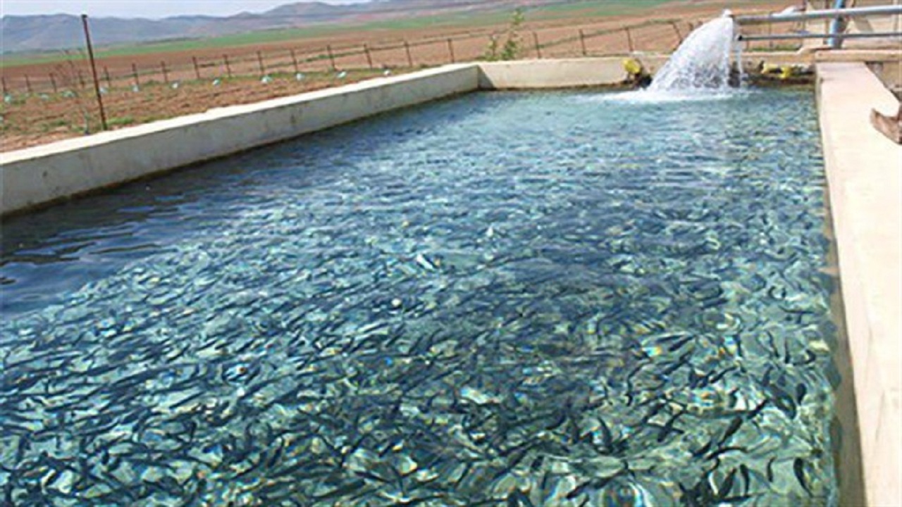 افزایش ۴۰ درصدی تولید گوشت ماهی در سیرجان