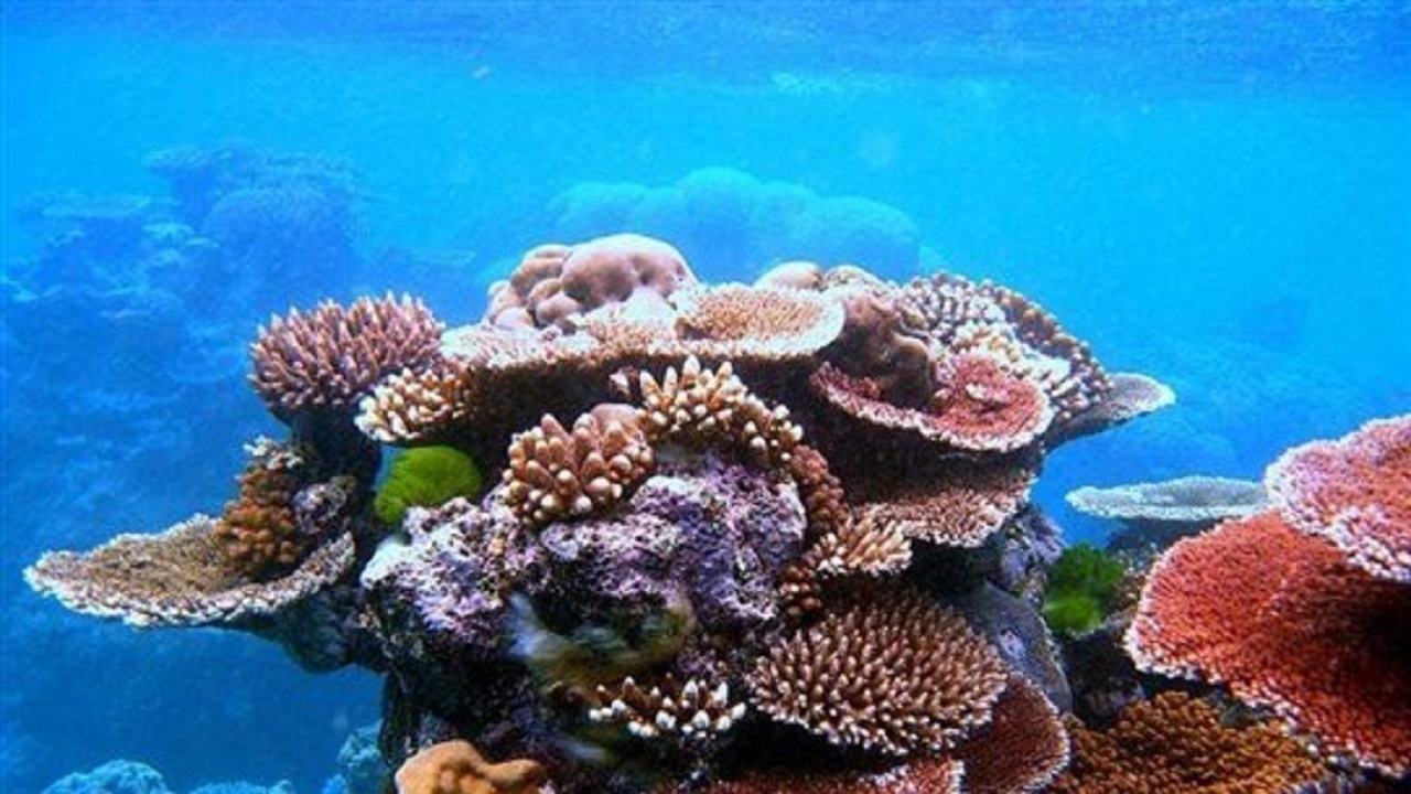 مرجان