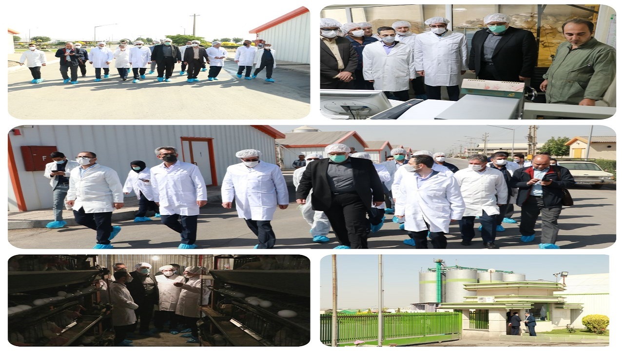بازدید استاندار قزوین از یک طرح پرورش مرغ تخمگذار